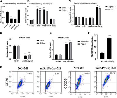 miR-19b-3p/PKNOX1 Regulates Viral Myocarditis by Regulating Macrophage Polarization